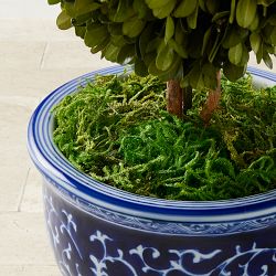 Williams Sonoma Preserved Forest Moss