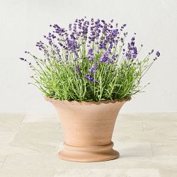 Williams Sonoma Terracotta Scallop Planter, Medium