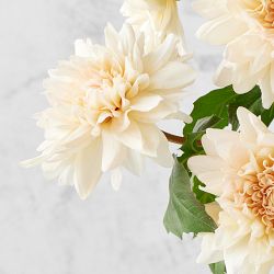 Jeff Leatham x Williams Sonoma Real Touch Faux Blush Dahlia Stems, Set of 12