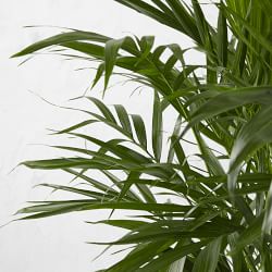 Live Cat Palm Tree, 40"-47"