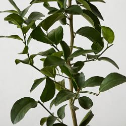 Semi Dwarf Live Lime Tree, 24"-36"