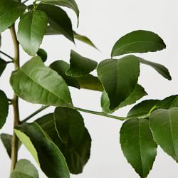 Semi Dwarf Live Meyer Lemon Tree, 24"-36"