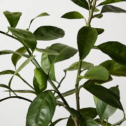 Semi Dwarf Owari Live Mandarin Tree, 24"-36"