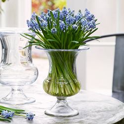Old English Vase Glass, 7.5 " x 6.7"