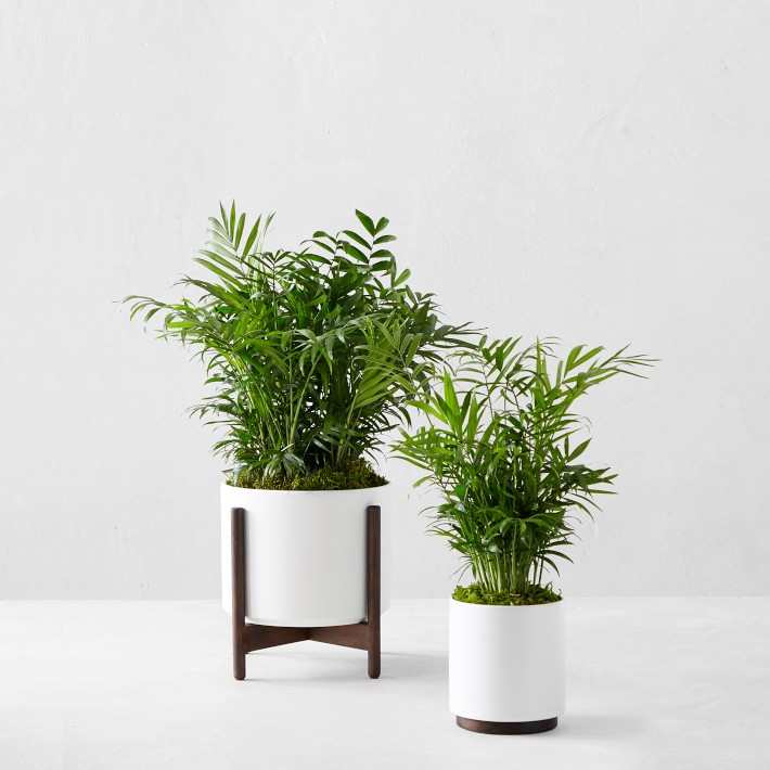 Live Medium Zanzibar Gem Indoor House Plant in White Pot