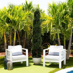 UV Resistant Double Pond Cypress Spiral Topiary, 7'