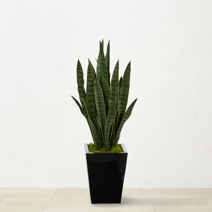ghosty succulent Variegated Ghost Plant - Spooky Halloween Succulent Decor Ideas