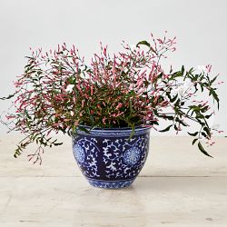 Blue &amp; White Ceramic Planter, Extra Small