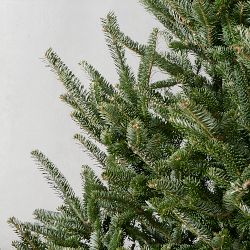 Fraser Fir Snowfresh Fresh Tree