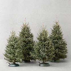 Fraser Fir Snowfresh Fresh Tree