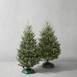 Fraser Fir Snowfresh Fresh Tree