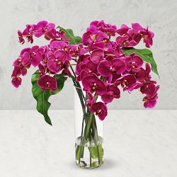 Faux Phalaenopsis Orchid in Slim Vase