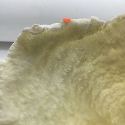 OPEN BOX: Oversized Coral on Stand, Blade White