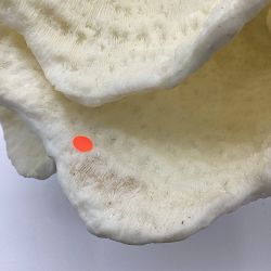 OPEN BOX: Oversized Coral on Stand, Blade White