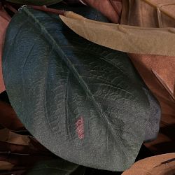 OPEN BOX: Magnolia Garland, 5'