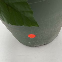 OPEN BOX: Balsam Hill Lit Poinsettia Celebration Pot Filler, Extra Large