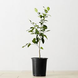 Semi Dwarf Owari Live Mandarin Tree, 24"-36"