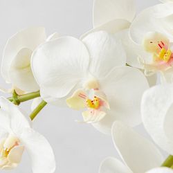 Faux Orchid Arrangement in Slim Vase