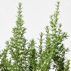 Alder &amp; Oak Rosemary Shrub, 12", Set of 4