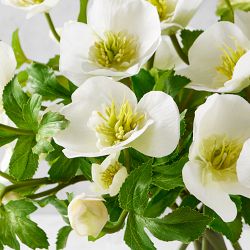 AERIN x Williams Sonoma Real Touch Faux White Hellebores Arrangement in Glass Vase