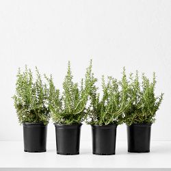 Alder & Oak Rosemary Shrub, 12", Set of 4