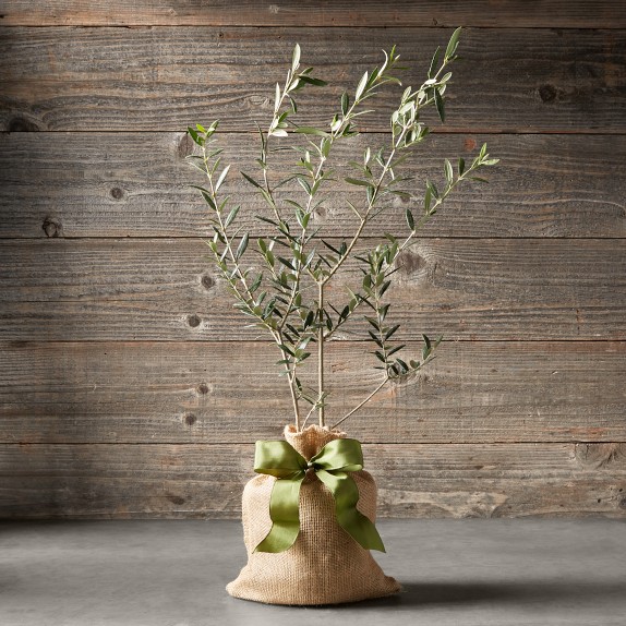 Live Mini Olive Tree, 20"-24"