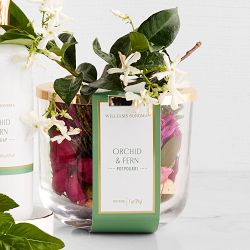 Home Fragrance Orchid &amp; Fern Collection