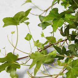 Live English Ivy House Plant, 8"