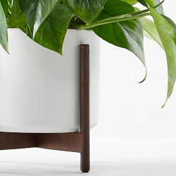 Live Medium Jade Pothos Indoor House Plant, 12-18"