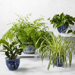 Live ZZ House Plant, 18"