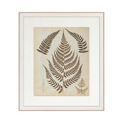 Hand Pressed Fern Specimens
