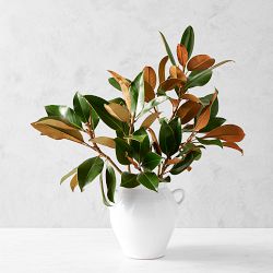 Magnolia Branches