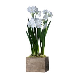 Live Paperwhites in Wood Planter