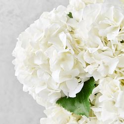 Jeff Leatham x Williams Sonoma Real Touch Faux White Hydrangea Stems, Set of 12