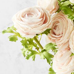 Jeff Leatham x Williams Sonoma Real Touch Faux Blush Ranunculus Stems, Set of 12