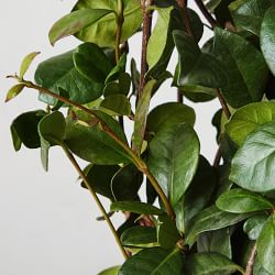 Live Alder &amp; Oak Star Jasmine, 36"