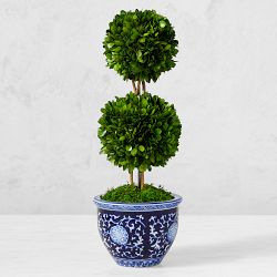 Preserved Boxwood Double Ball Topiary Drop-In, 20"
