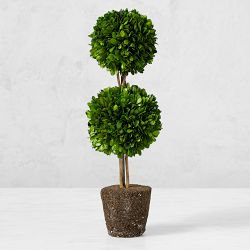 Preserved Boxwood Double Ball Topiary Drop-In, 20"