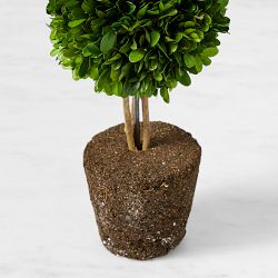 Preserved Boxwood Double Ball Topiary Drop-In, 20"