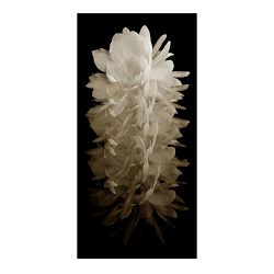 Desert Flora Series