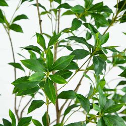 Artificial Minimalist Japanese Pieris Tree with Real Touch Leaves, 7'