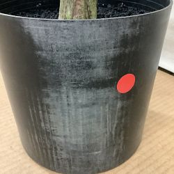 OPEN BOX:Faux Fiddle Leaf Plant in Plastic Pot, 56'"