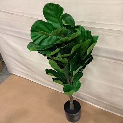 OPEN BOX:Faux Fiddle Leaf Plant in Plastic Pot, 56'"