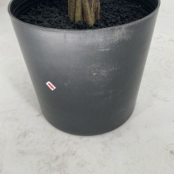 OPEN BOX: Faux Fiddle Leaf Plant in Plastic Pot, 56'"
