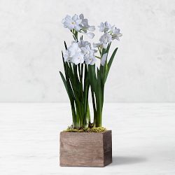Live Paperwhites in Wood Planter