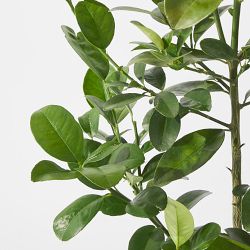 Alder &amp; Oak Fukushu Kumquat Tree, 24"-36"