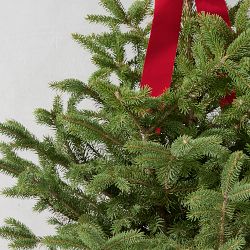 Black Hills Live Spruce Potted Tree