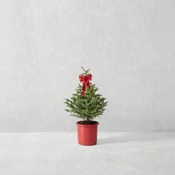 Black Hills Live Spruce Potted Tree