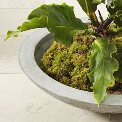 Low Zen Bowl