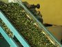Video 3 for Colonna Extra Virgin Olive Oils